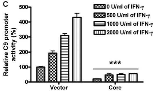 IFN-γ-mediated dose-dependent stimulation of C9 promoter activity is shown after 18 h of treatment.jpg